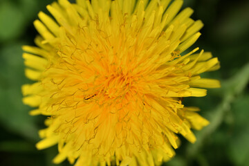 A view of a blooming yellow dandelion flower  on a meadow in spring