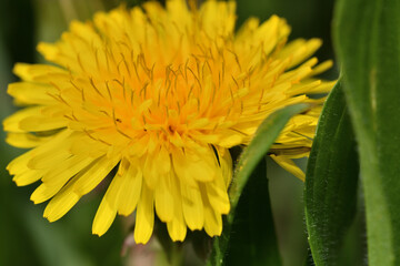 Macro of a yellow blooming dandelion flower on a green meadow