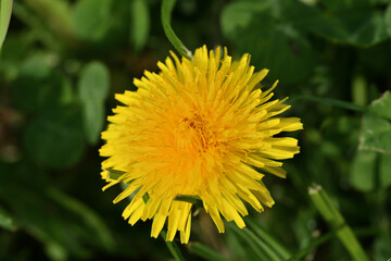Macro of a yellow blooming dandelion flower on a green meadow