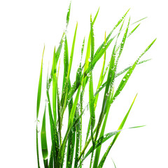 Naklejka premium Fresh Green Grass Blades with Dew Drops Isolated on Black Background