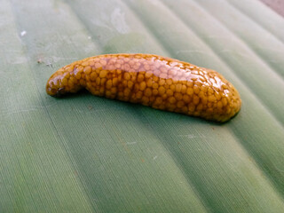 Fresh fish eggs after cleaning on banana leaves. small orange fish eggs on green background