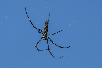 Giant golden orb weaver or Nephila pilipes. Giant golden orb weaver blue sky background. Big black spider, yellow spots