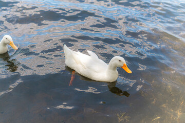 Dos patos blancos nadando en un lago juntos