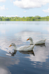 Dos patos blancos nadando en un lago juntos