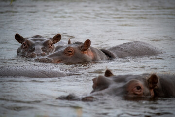 Fototapeta premium The hippopotamus, hippopotamuses or hippopotami, Hippopotamus amphibius, also shortened to hippo, hippos, further qualified as the common hippopotamus, Nile hippopotamus, or river hippopotamus