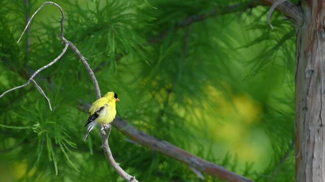American Goldfinch!