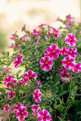 Flowering magenta calibrachoa plant, vertical image, copy space, selected focus.