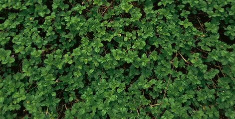 WIde vibrant Green Leaves texture image with Fresh creeping oxeye leaves with Organic Designs