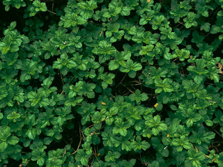 Vibrant Green Leaves texture image with Fresh creeping oxeye leaves with Organic Designs