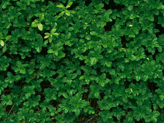 Obraz premium Vibrant Green Leaves texture image with Fresh creeping oxeye leaves with Organic Designs