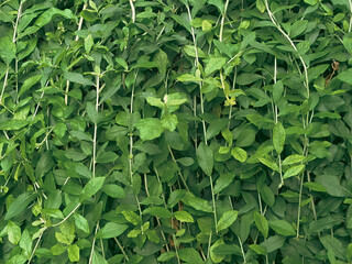 Green bush leaves image. Fresh green leaves for texture image pattern.