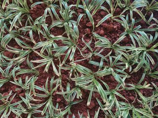 Spider plant seedlings on fresh soil. Small plant tree images. Top view of nature leaves and green texture image.