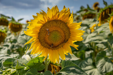 Sunflowers  blooming in the agricultural field. Close up. Detail.