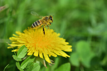 Honey bee flies on blooming dandelion flower and collecting pollen 