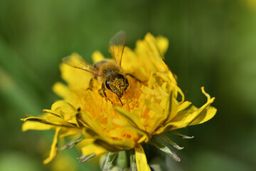 Bee collects pollen from a yellow dandelion fruit garden