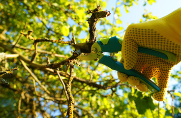 Secateur for Trimming tree branches. Gardener cuts branches on dry tree with Handheld Pruning...