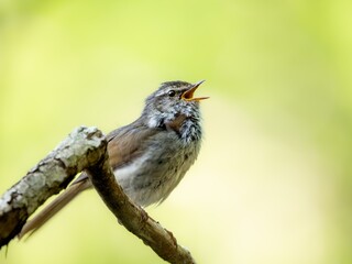 森の中で枝に留まって周りを見渡しながら美しい声でさえずるウグイス
