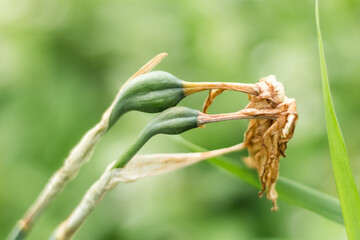 wilted narcissus flower..