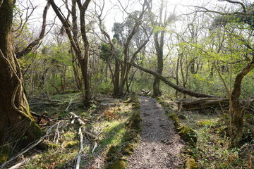 vines and mossy trees in old forest
