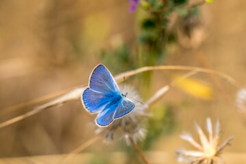 a blue argus butterfly on an open-winged grasshopper