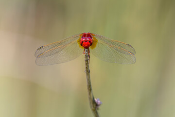 a red dragonfly (crocothemis servillia) perched on dry grass