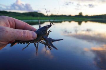 Crayfish in fisherman's hand on  lake. Illegal Catching crayfish and illegal Crayfishing on river. Iillegal fishing. Crawdads, are crustaceans that live in freshwater environments throughout world