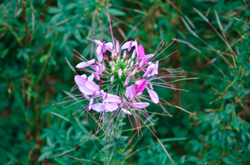 Spider flowers (Cleome hassleriana) in a garden
