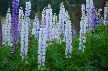 Obraz premium Colorful Russel Lupines in a garden