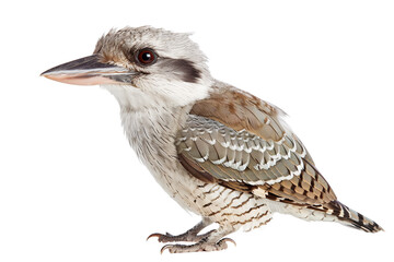 kookaburra bird isolated on transparent background png