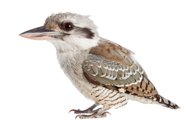 kookaburra bird isolated on transparent background png