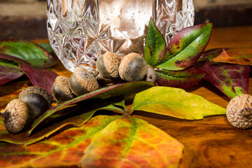 Close-up of an Autumn inspired still life composed of Acorns and multi colored leaves of a Virginia creeper.