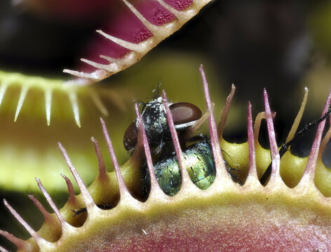 Venusfliegenfalle (Dionea muscipula) mit gefangener Fliege