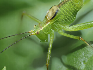 Punktierte Zartschrecke (Leptophyes punctatissima)