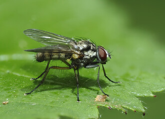 Fliege in einer Wiese in der Eifel, Deutschland