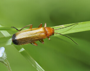 Roter oder Rotgelber Weichkäfer (Rhagonycha fulva)