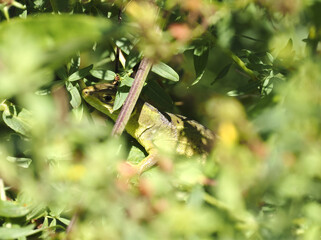 Westliche Smaragdeidechse (Lacerta bilineata)