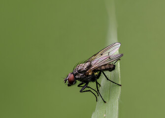 Fliege in einer Wiese in der Eifel, Deutschland