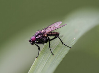Fliege in einer Wiese in der Eifel, Deutschland