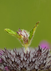 Breitblättrige Hohlzahn (Galeopsis ladanum)