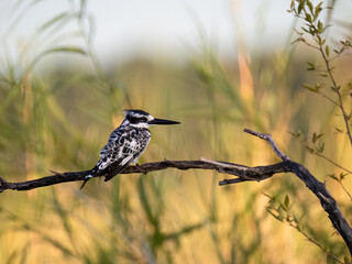 Graufischer (Ceryle rudis)