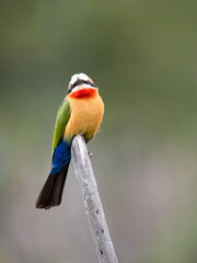 Weißstirnspint (Merops bullockoides)