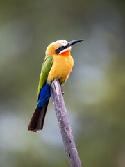 Weißstirnspint (Merops bullockoides)