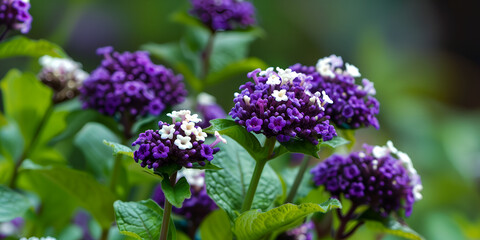 Obraz premium Heliotrope with its fragrant deep purple or white clusters