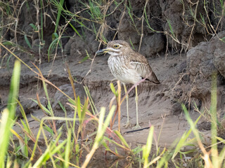 Wassertriel (Burhinus vermiculatus)