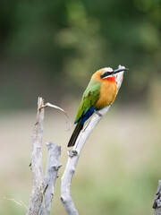 Weißstirnspint (Merops bullockoides)