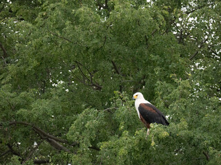Schreiseeadler (Haliaeetus vocifer)
