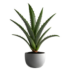 Aloe Vera Plant in Pot Transparent Background