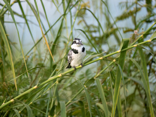 Graufischer (Ceryle rudis)