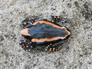 Gebänderter Kautschuk Frosch (Phrynomantis Bifasciatus)