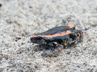 Gebänderter Kautschuk Frosch (Phrynomantis Bifasciatus)
